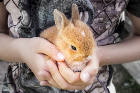 kleiner Hase