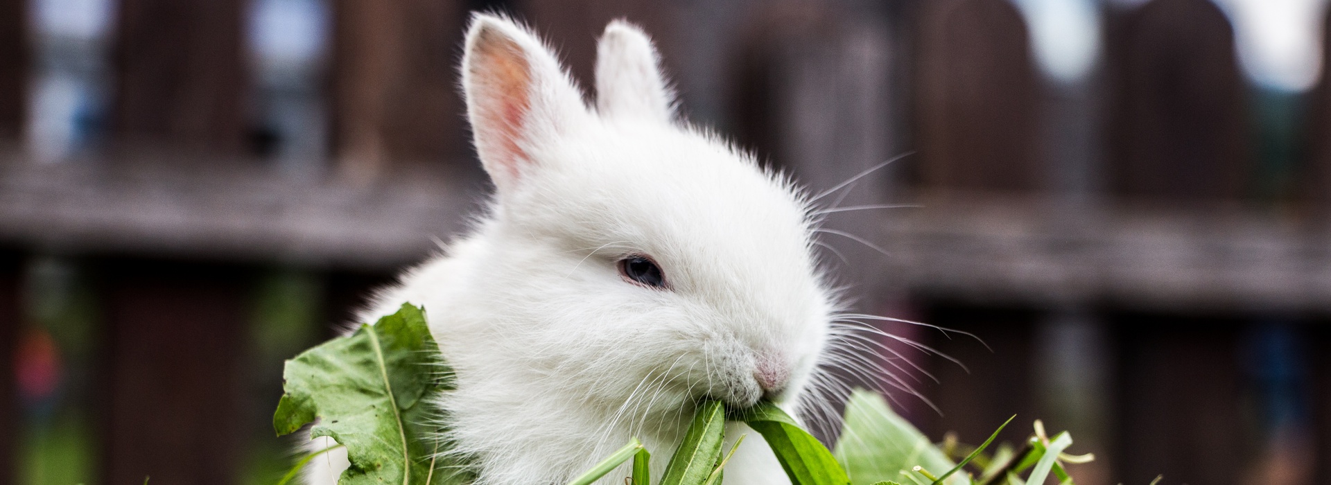 kleiner Hase - Foto: (C).R.